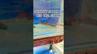 RED TAIL SHARKsharksharkfishsharkspeciessharksshortsshortaquariumfishviralvideoviralshort [upl. by Fax]