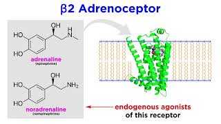 Bronchodilators Part 1 Principles of Respiratory Airflow and Development of Selective Drugs [upl. by Ellerret]