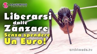 STOP ALLE ZANZARE Come Liberarsi dalle Zanzare Senza Spendere Un Euro [upl. by Notsnhoj]