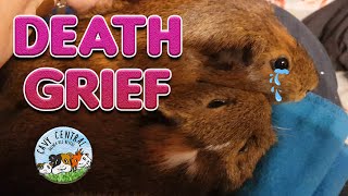 Death and grief with passing of a pet guinea pig [upl. by Nosredneh]