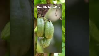 Benefits of bilimbi fruit [upl. by Antonella733]