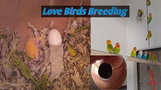 Love Birds Ke Baby Hona Suru Ho Gayelovebirds parrot minivlog pets [upl. by Glanti538]