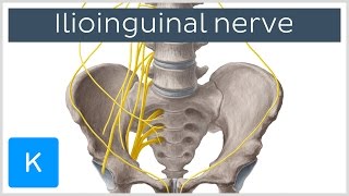 Ilioinguinal Nerve  Course amp Innervation  Human Anatomy  Kenhub [upl. by Glennon666]