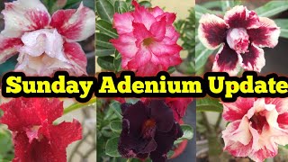 Sunday Adenium Rooftop Garden Update Adenium Garden Overview my garden desertrose Viral vide [upl. by Llevrac]