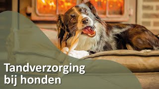 Tandverzorging bij Honden [upl. by Aramois]