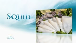 About  Squid Loligo Todarodes Illex [upl. by Wester]