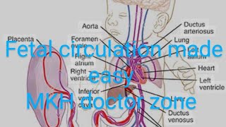 CV A 009 Fetal circulation and derivatives of umbilical veinartery foramen ovale ductus venosus [upl. by Kamilah54]