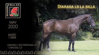 DIARADA LS LA SILLA [upl. by Atiuqahc]