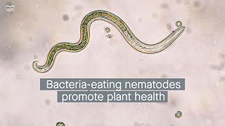 Bioorganic fertilizers nematode feeding behaviors and disease suppression in crops [upl. by Dari]