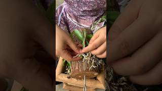 step by step grafting dendrobium plants orchid [upl. by Nette]