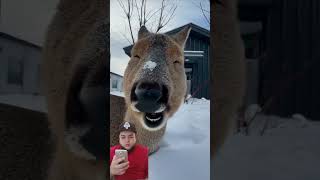 Hermoso venado chino comiendo animals venadochino pets [upl. by Eolcin]