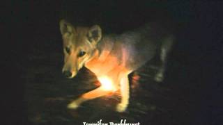 Fraser Island Dingoes 5 dingoes at night snuffing under full moonmpg [upl. by Koby]