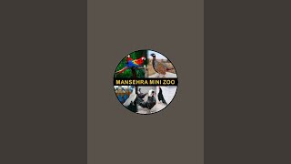 Mansehra Mini Zoo [upl. by Esiuol664]