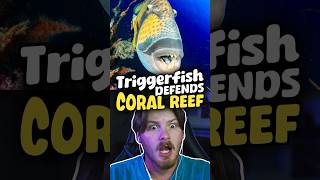 Triggerfish Defends Coral Reef 🔥 triggerfish sealife coralreef [upl. by Orlov96]