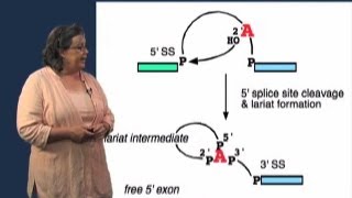 Splicing Mechanism  Melissa Moore U MassHHMI [upl. by Arret342]