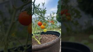 Beautiful Cherry Tomato Plant in Planting Pot cherrytomatoes [upl. by Arednaxela]