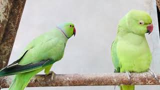 beautiful parrots in the world best partots [upl. by Kissel]