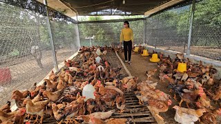 The dead pig farm is now quiet Taking care of a flock of 400 chickens that grow well  Ep 219 [upl. by Kimmi]