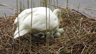 Cigno in cova  a rischio le uova e Anatra con i piccoli [upl. by Nodyarb]