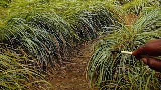 Painting Long Grass in Oil Paint Time Lapse [upl. by Issiah]