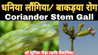 धनिया में बकड़िया लौंगिया रोग की रोकथाम। माहू कंट्रोल Coriander Stem Gall Control drsunilbhaira [upl. by Yong]