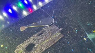 Red Tail Catfish is getting bigger [upl. by Ennayelsel]