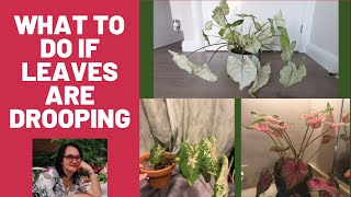 HOW TO AVOID CALADIUM LEAF DROOPING VERY SIMPLE TRICKS [upl. by Ahsienauq]