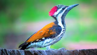 10 Most Beautiful Woodpeckers in the World [upl. by Netsoj]