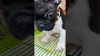 ivdd dog french bulldog cute fypシ゚viral [upl. by Analad]