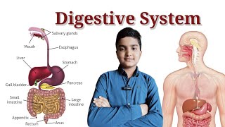 Digestive System  पाचन तंत्र  How the Digestive System Works  TeachwithMrSorya digestivesystem [upl. by Hsan456]