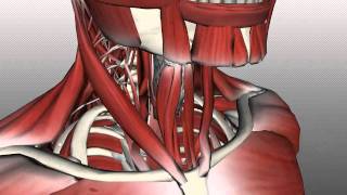 Neck Muscles Anatomy  Anterior Triangle  Part 2 [upl. by Ydnic]