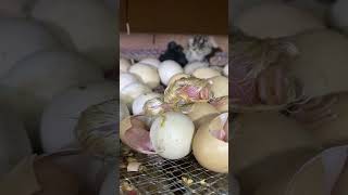 Amazing eggs hatching at homemade incubator [upl. by Doti]