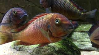 Tropheus moorii Ndole quotredquot  PISCES [upl. by Gemma243]