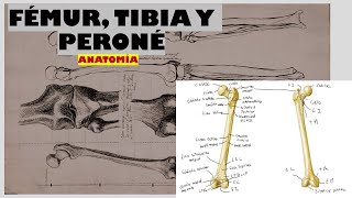 ANATOMÍA DEL FÉMUR TIBIA Y PERONÉ [upl. by Einwat264]