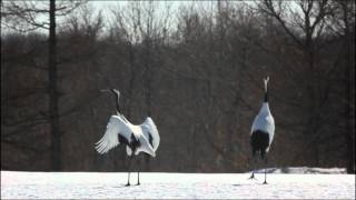 Red Crowned Crane2 [upl. by Froemming691]