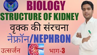 वृक्क की आंतरिक संरचना। Internal Structure of Kidney। नेफ्रॉन की संरचना। Structure of Nephron। [upl. by Schaaff91]