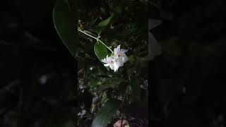 Night blooming pavalamalli flower [upl. by Fleeta]