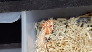 Update on my 2024 baby hognose snakes [upl. by Furtek233]