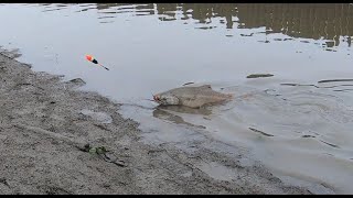 Catching A Big king Salmon [upl. by Kevin]