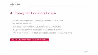 Fluorescent microscopy Primary antibody incubation [upl. by Ainet593]