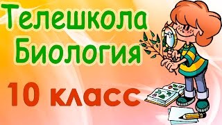 Биология 10 класс Химический состав клетки [upl. by Otero873]