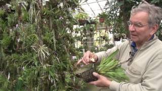 TV SPOT  Orchidegartneriet i Fredensborg [upl. by Notanhoj]