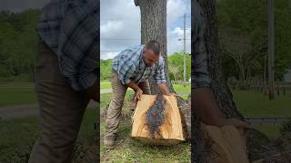 Splitting a big sapfilled pine down the middle 48 splittingfirewood [upl. by Egrog]