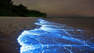 Sea of Stars  Vaadhoo Island Maldives [upl. by Antony]