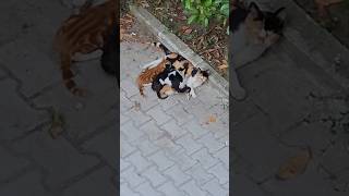 A loving mother cat nurtures her kittens જ⁀➴ ♡ [upl. by Oal80]