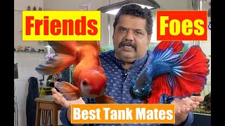 BEST TANK MATES  How to choose the perfect fish tank mates for your aquarium  Aquarium Fish 4K [upl. by Aramad979]