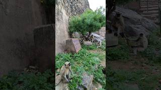 black monkey ranthambore [upl. by Maguire793]