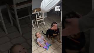 This toddler was following commands just like her doggy big sibling funnykids [upl. by Eanrahs]