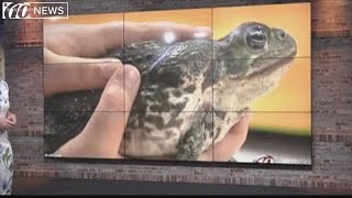 Poisonous toads overrun Florida neighborhood [upl. by Annagroeg816]