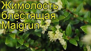 Жимолость блестящая Мейгрюн Краткий обзор описание характеристик lonicera nitida Maigrun [upl. by Thilde]